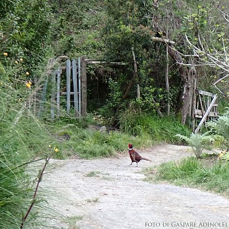 Fagiano comune  - Gaspare Adinolfi