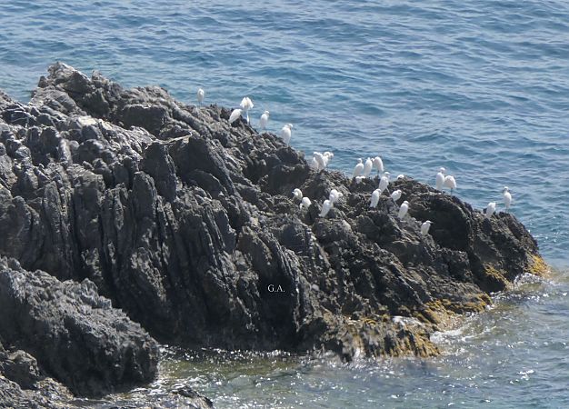 Uccello indeterminato  - Gaspare Adinolfi