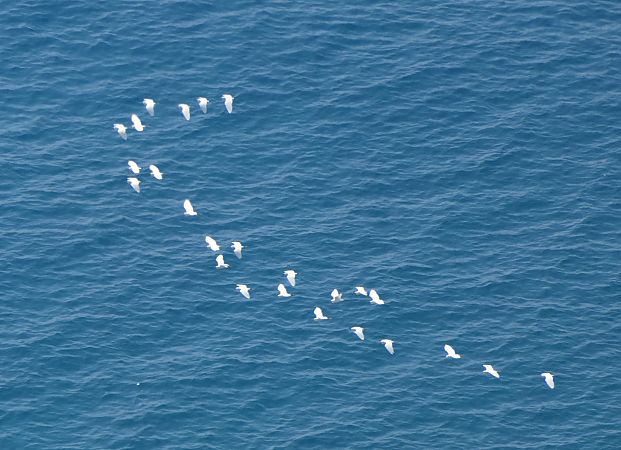 Uccello indeterminato  - Gaspare Adinolfi