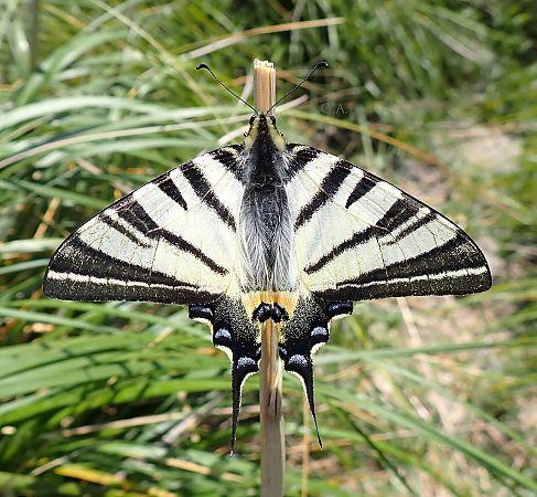 Iphiclides podalirius  - Gaspare Adinolfi