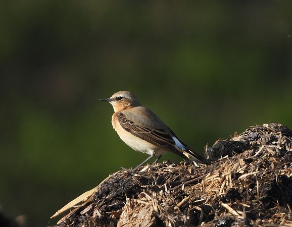 Culbianco  - Mirko Tomasi