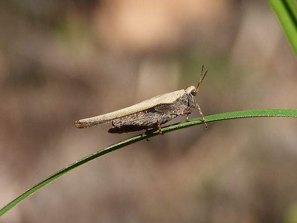 Tetrix subulata  - Mirko Tomasi