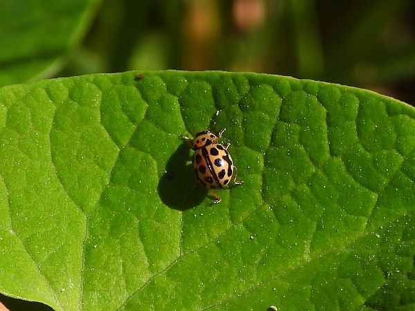 Tytthaspis sedecimpunctata  - Mirko Tomasi