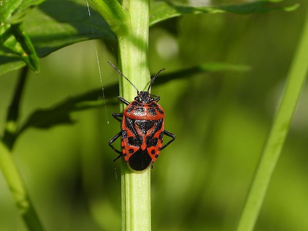 Eurydema ventralis  - Mirko Tomasi