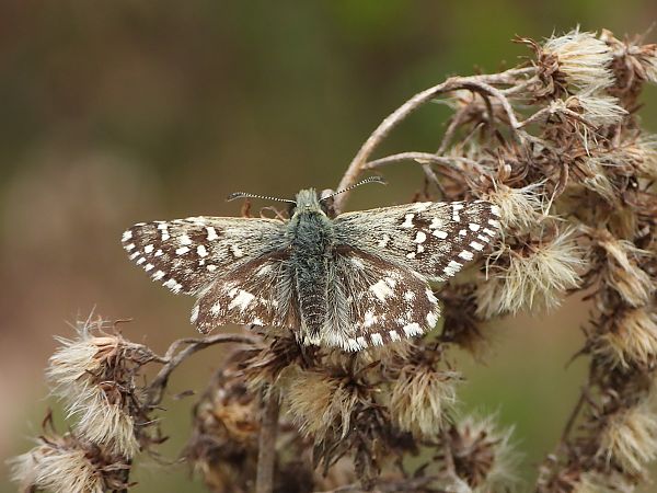 Pyrgus malvoides  - Mirko Tomasi