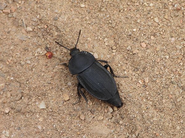 Silpha obscura  - Mirko Tomasi