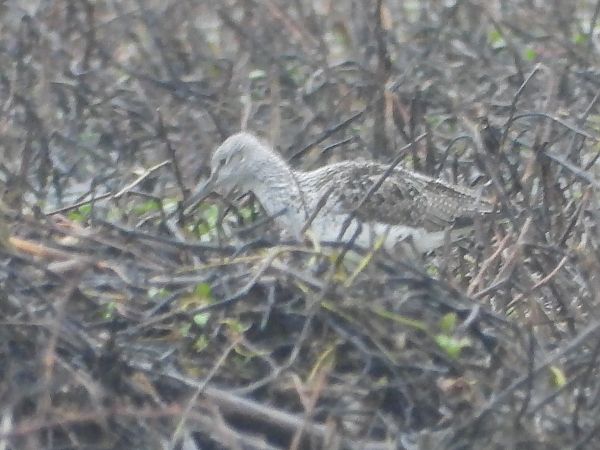 Grünschenkel  - Mirko Tomasi