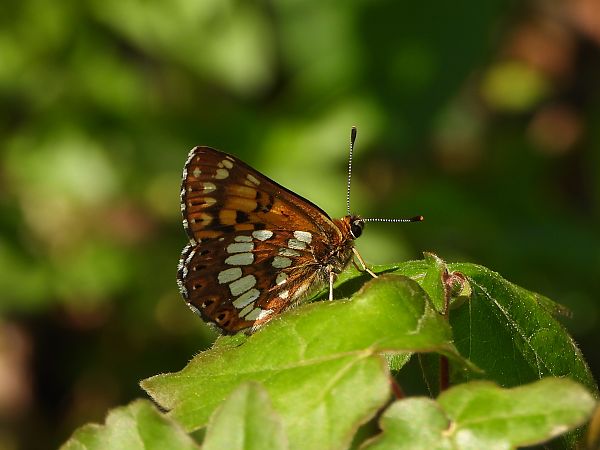 Hamearis lucina  - Mirko Tomasi