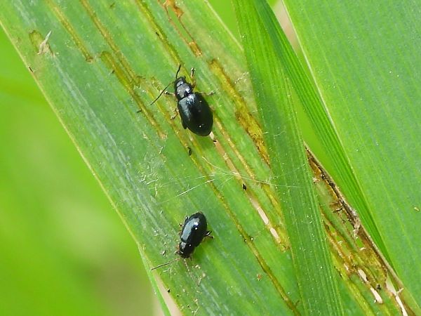 Aphthona nonstriata  - Mirko Tomasi