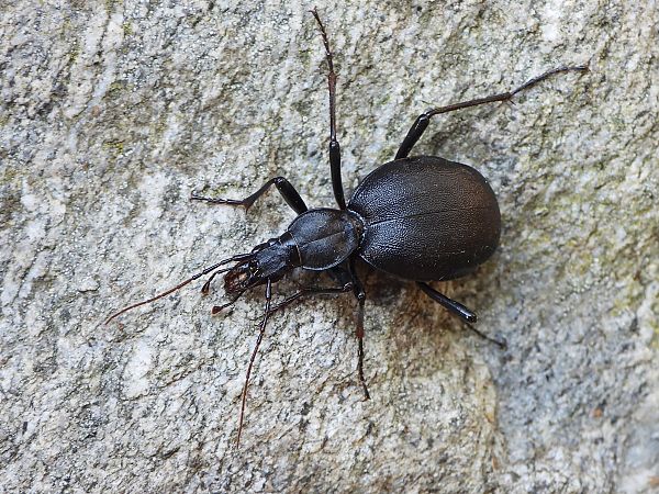 Cychrus italicus  - Mirko Tomasi