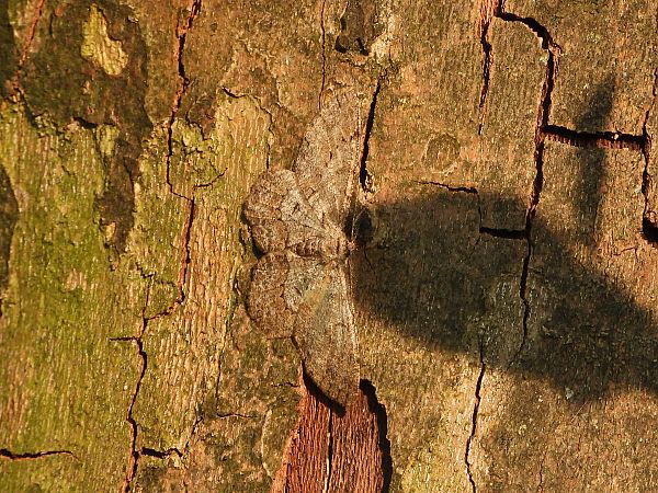 Hypomecis punctinalis  - Mirko Tomasi