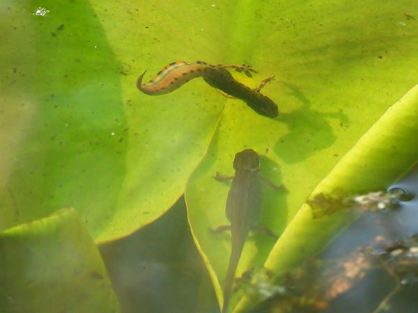 Tritone punteggiato  - Mirko Tomasi