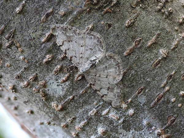 Aethalura punctulata  - Mirko Tomasi