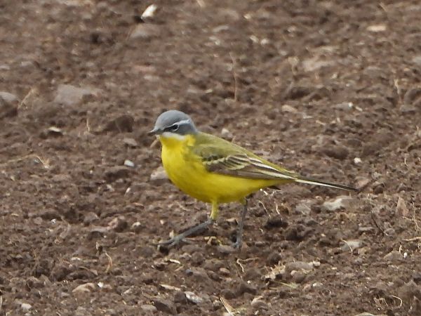 Cutrettola  - Mirko Tomasi