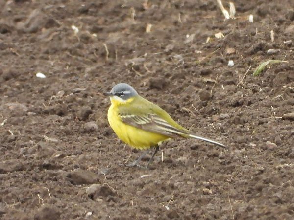 Cutrettola  - Mirko Tomasi