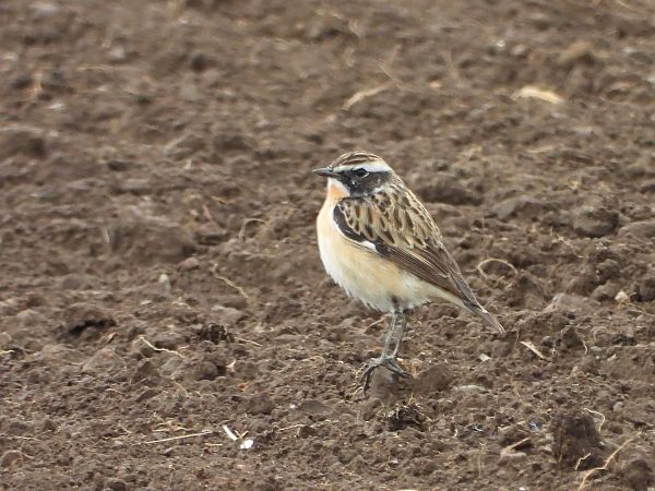 Stiaccino  - Mirko Tomasi