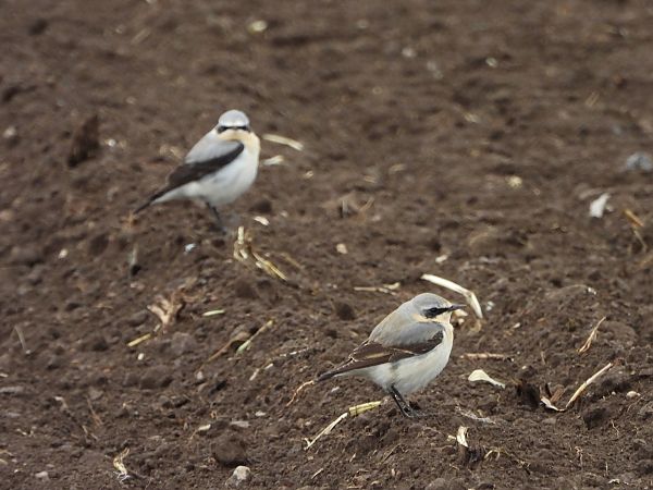 Culbianco  - Mirko Tomasi