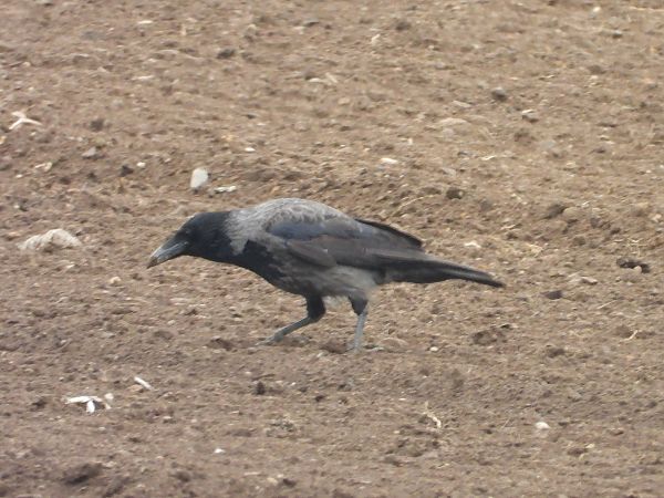 Ibrido Cornacchia nera x grigia  - Mirko Tomasi