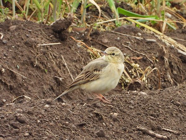 Calandro  - Mirko Tomasi