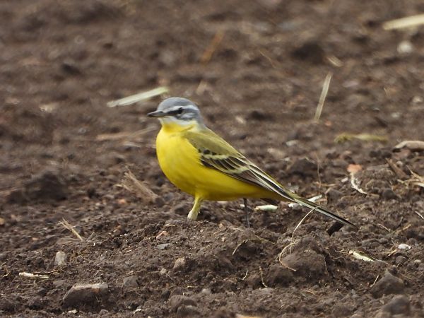 Cutrettola di Sykes  - Mirko Tomasi