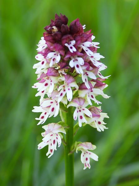 Neotinea ustulata  - Mirko Tomasi