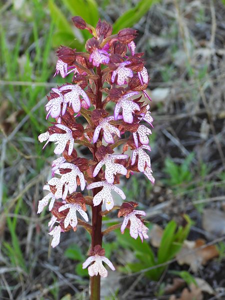 Orchis purpurea  - Mirko Tomasi