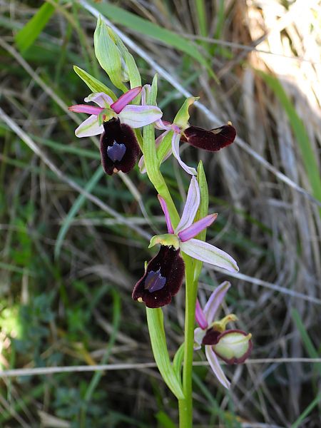 Ophrys bertolonii  - Mirko Tomasi