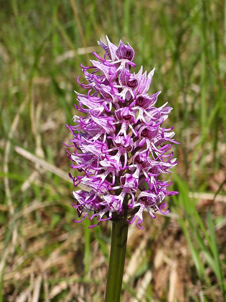 Orchis simia  - Mirko Tomasi