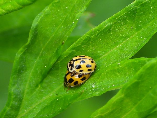 Propylea quatuordecimpunctata  - Mirko Tomasi