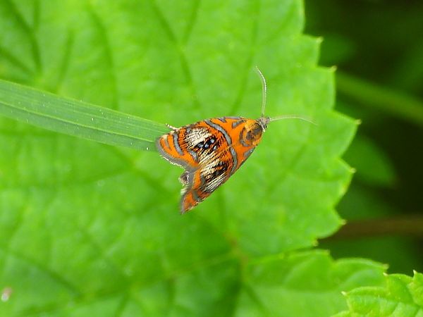 Olethreutes arcuella  - Mirko Tomasi