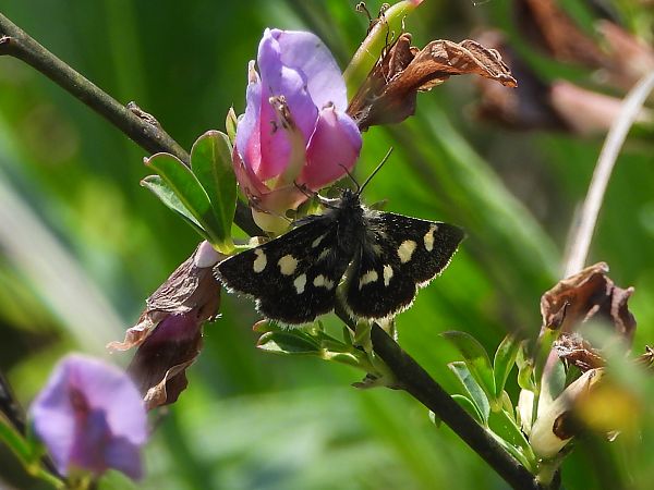 Eurrhypis pollinalis  - Mirko Tomasi