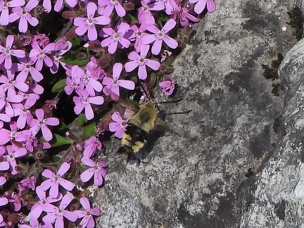 Hemaris tityus  - Mirko Tomasi