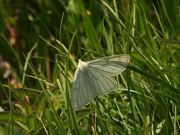 Siona lineata  - Mirko Tomasi