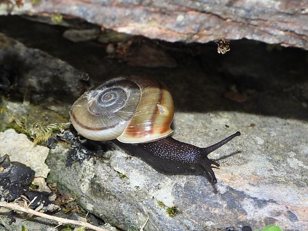 Chilostoma zonatum foetens  - Mirko Tomasi