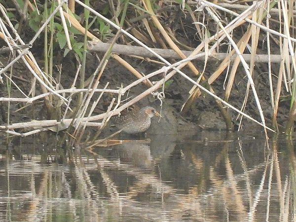 Voltolino  - Enrico Carta