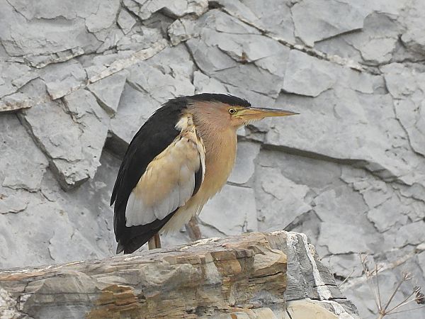 Tarabusino  - Enrico Carta