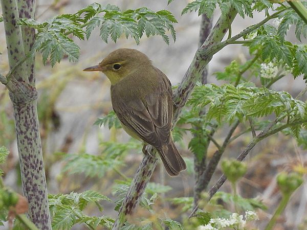 Canapino comune  - Enrico Carta