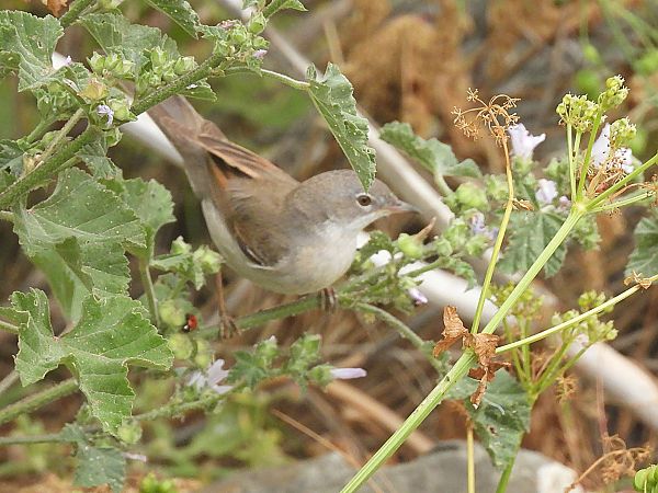 Sterpazzola  - Enrico Carta