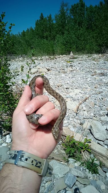 Natrice viperina  - Edoardo Razzetti