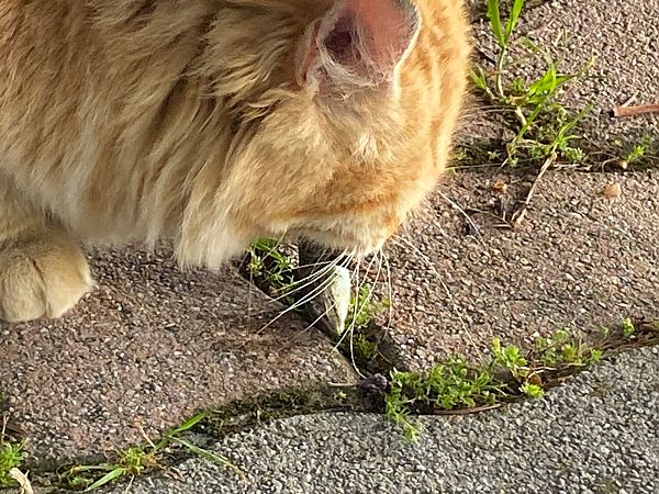 Lucertola campestre  - Maria Rita Gelso