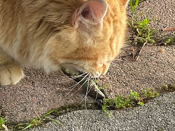 Lucertola campestre  - Maria Rita Gelso