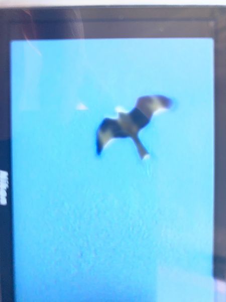 Nibbio reale  - Maria Rita Gelso