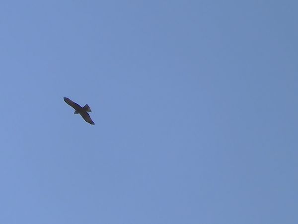 Nibbio bruno  - Maria Rita Gelso