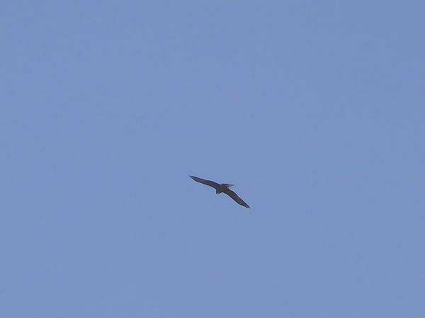 Nibbio bruno  - Maria Rita Gelso