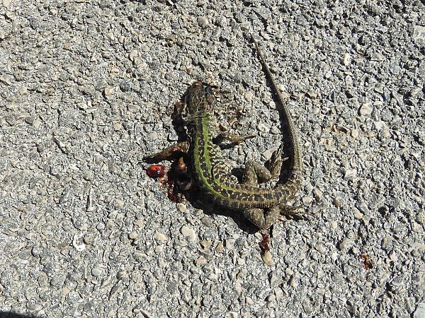 Ruineneidechse  - Maria Rita Gelso