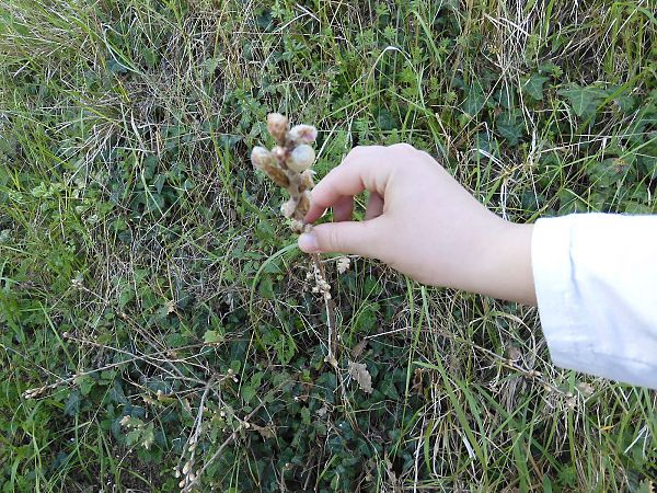 Hygromia cinctella  - Maria Rita Gelso