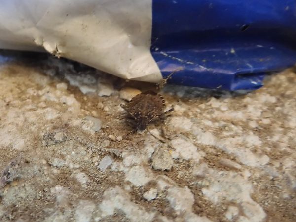 Cimice asiatica  - Maria Rita Gelso