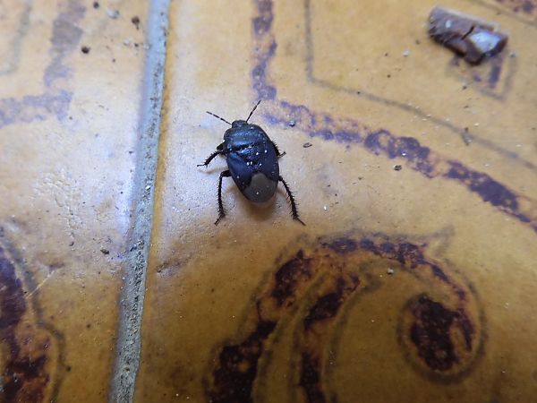 Heteroptera sp.  - Maria Rita Gelso