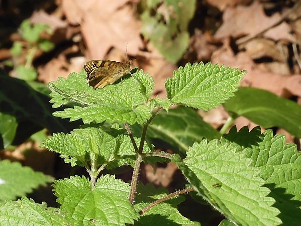 Pararge aegeria  - Maria Rita Gelso