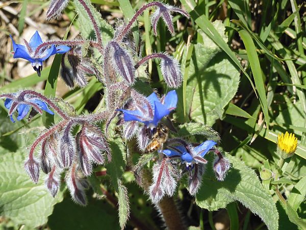 Apis mellifera  - Maria Rita Gelso